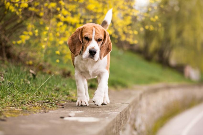 Beagle