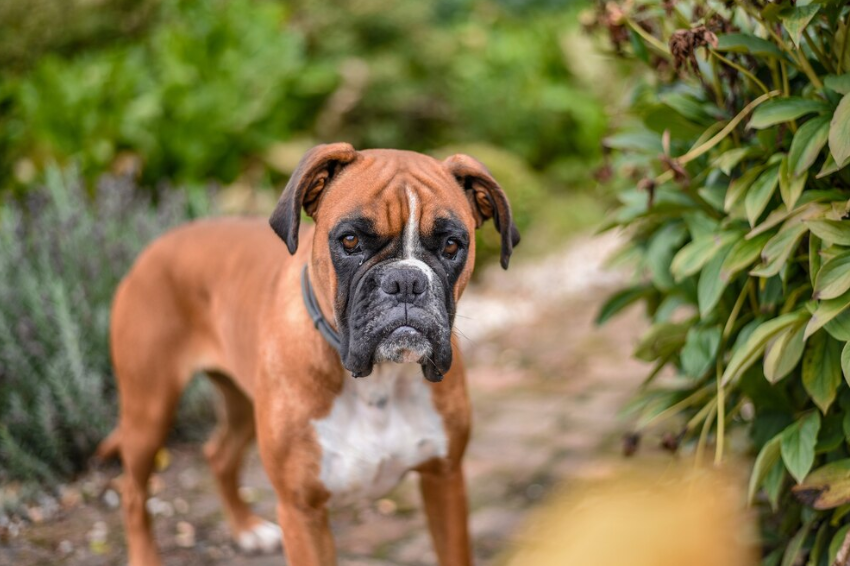 Boxer dog