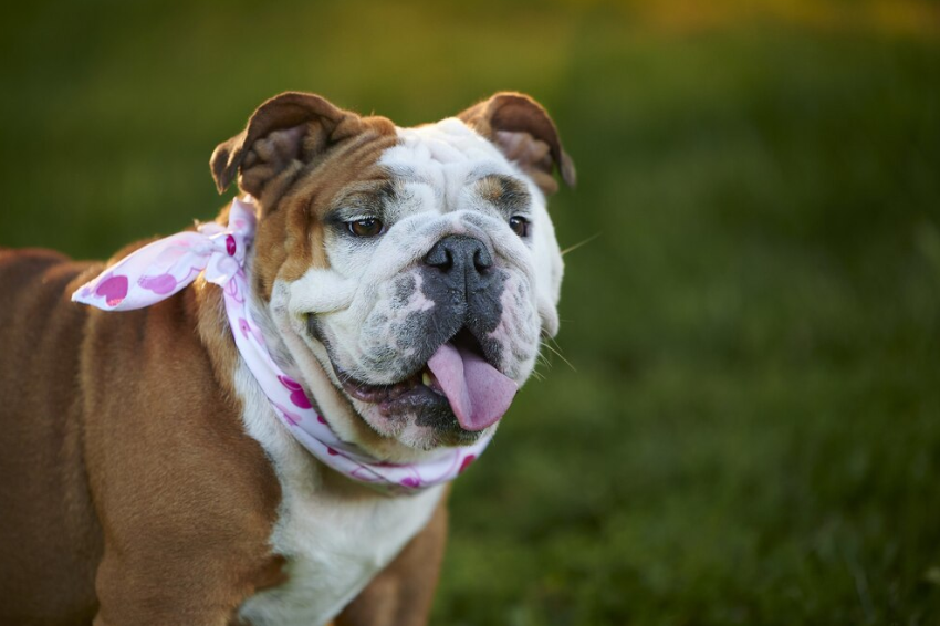 Bulldog