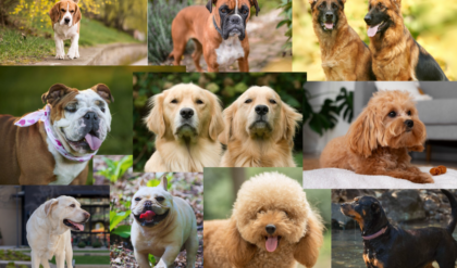 Dog Breeds in America