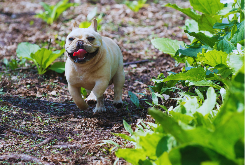 French Bulldog