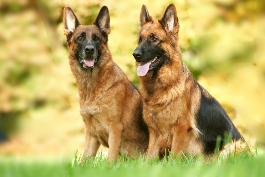 German Shepherd