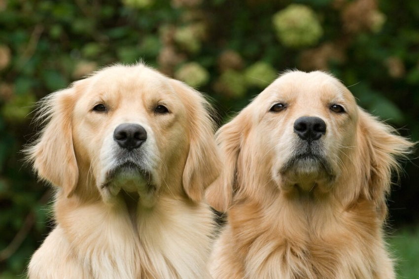 Golden Retriever