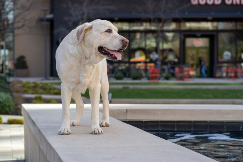 Labrador Retriever