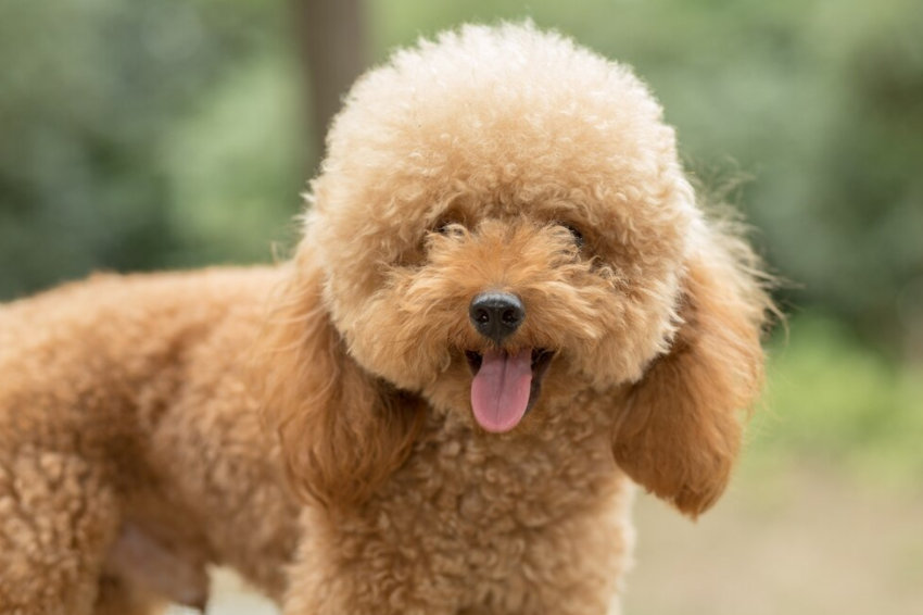 Poodle